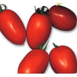 Tomate Colibri